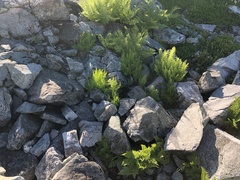 Cryptogramma cascadensis