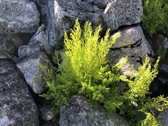 Cryptogramma cascadensis