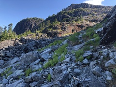 Cryptogramma cascadensis