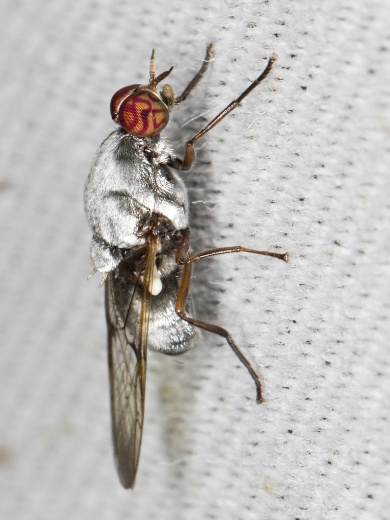 Artemita argentea
