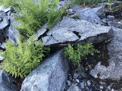 Cryptogramma cascadensis