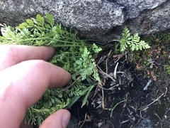 Cryptogramma cascadensis