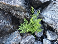 Cryptogramma cascadensis