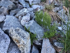 Cryptogramma cascadensis