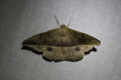 Oxydia peosinata