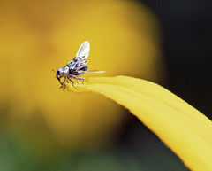 Cylindrocopturus