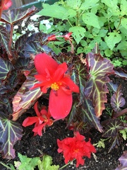 Begonia × tuberhybrida