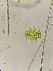 Micrasterias pinnatifida