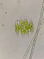 Micrasterias pinnatifida