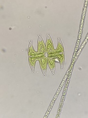 Micrasterias pinnatifida