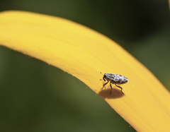 Cylindrocopturus