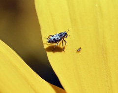 Cylindrocopturus