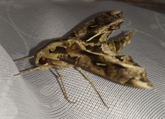 Hemeroplanes triptolemus