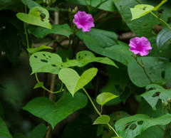 Ipomoea philomega