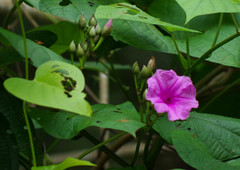 Ipomoea philomega