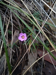 Euryomyrtus ramosissima ramosissima