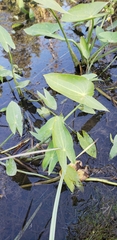 Sagittaria cuneata