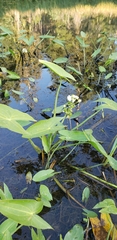 Sagittaria cuneata