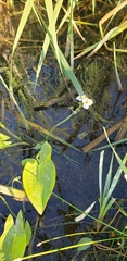 Sagittaria cuneata