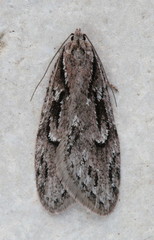 Semioscopis aurorella