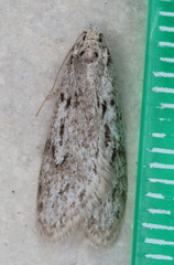 Semioscopis megamicrella