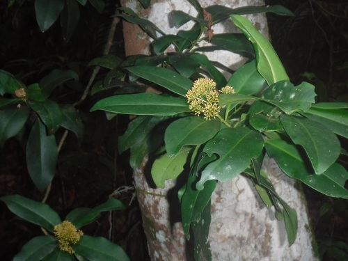Dominican Beauty (Wallenia laurifolia)
