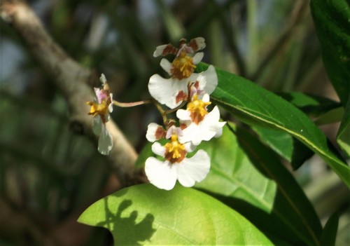 Tolumnia variegata, photograph 2
