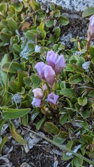 Gentianella propinqua