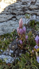 Gentianella propinqua