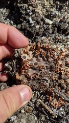 Solorina crocea