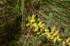Acacia longifolia longifolia