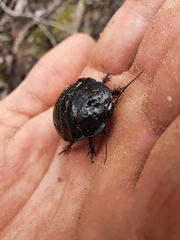 Geoscapheus robustus