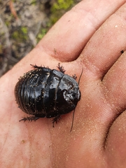 Geoscapheus robustus