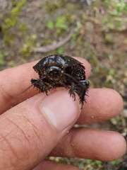 Geoscapheus robustus