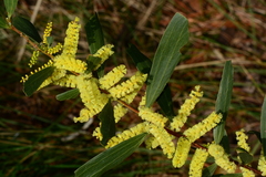 Acacia longifolia longifolia