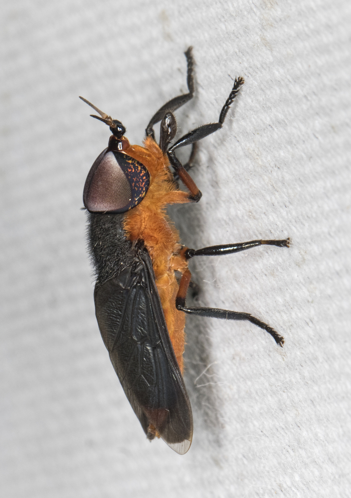 Bolbodimyia