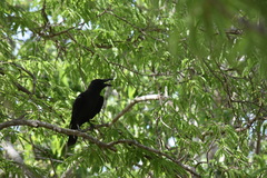 Corvus enca