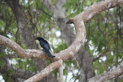 Dicrurus densus