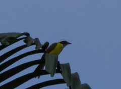 Myiozetetes cayanensis