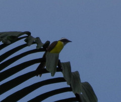 Myiozetetes cayanensis