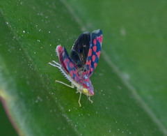 Ladoffa sannionis