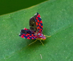Ladoffa sannionis