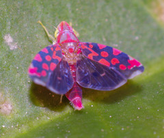 Ladoffa sannionis