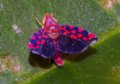 Ladoffa sannionis