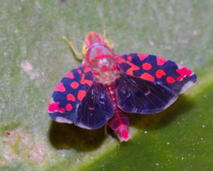 Ladoffa sannionis