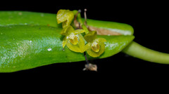 Pleurothallis dibolia