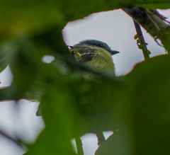 Zimmerius albigularis