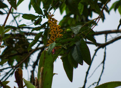 Aechmea angustifolia