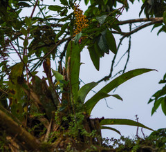 Aechmea angustifolia