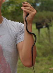 Crisantophis nevermanni